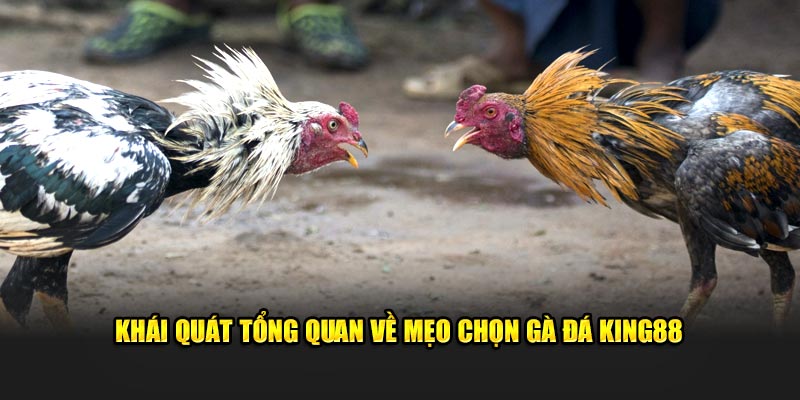 Khái quát tổng quan về mẹo chọn gà đá King88 